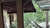 Duh! Hujan Angin Bikin Pohon Besar di Rumah Jennifer Dunn Tumbang
