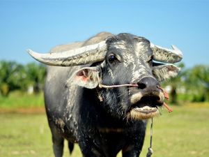 Berapa Harga Kerbau 1 Ekor? Ini Kisaran Harga dan Jenis-jenisnya di Indonesia