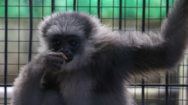 Owa Jawa Hasil Serahan Warga Banten Akan Dilepasliarkan ke Alam Liar