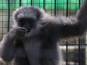 Owa Jawa Hasil Serahan Warga Banten Akan Dilepasliarkan ke Alam Liar