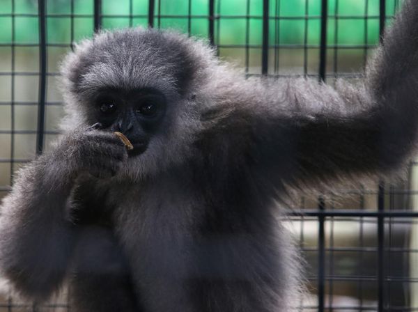 Owa Jawa Hasil Serahan Warga Banten Akan Dilepasliarkan ke Alam Liar