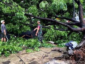 Pohon Mahoni di Alun-Alun Ujungberung Tumbang Diterjang Puting Beliung