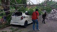 Pohon Tumbang Timpa Mobil di Parepare gegara Angin Kencang