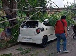 Pohon Tumbang Timpa Mobil di Parepare gegara Angin Kencang