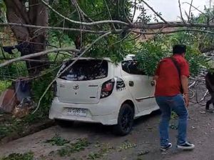 Pohon Tumbang Timpa Mobil di Parepare gegara Angin Kencang