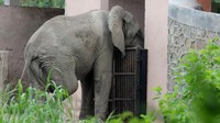 Akhir Kisah Gajah Afrika Paling Kesepian di India