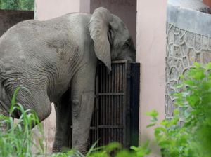 Gajah Afrika yang Hidup Kesepian di India Kini Telah Tiada