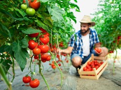 10 Langkah Mudah Merawat Tanaman agar Tumbuh dengan Baik