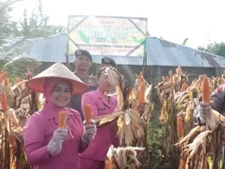 Dukung Ketahanan Pangan, Brimob Polda Bengkulu Panen 964 Kg Jagung