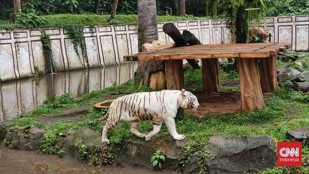 Hasil foto Infinix Hot 60 Pro Plus