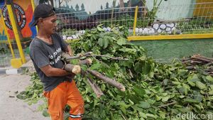 Masuki Musim Penghujan, Pohon, Ranting Hingga Semak Dibersihkan