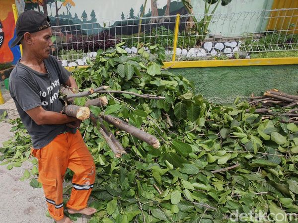 Masuki Musim Penghujan, Pohon, Ranting Hingga Semak Dibersihkan
