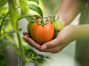 Cara Menanam Tomat Sendiri di Rumah agar Tumbuh Subur dan Cepat Panen