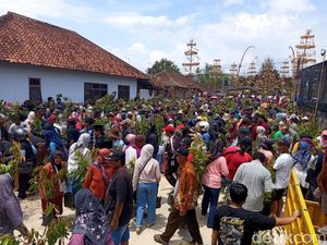 Serunya Rebutan Ribuan Bibit Tanaman di Festival Kebonkliwon Magelang