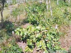 Nestapa Buruh PTPN Ijen Kehilangan Nafkah Usai 174 Ribu Pohon Kopi Dirusak