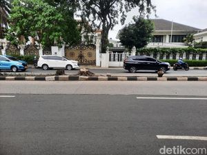Pohon Palem Tua di Pondok Indah Kini Sudah Ditebang Usai Makan Korban Jiwa