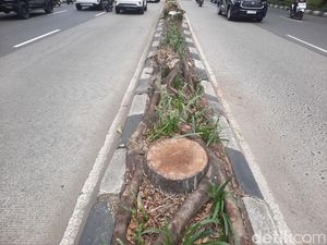 Akhir Riwayat Pohon-pohon Palem Tua di Pondok Indah