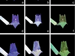 Misteri Kelelawar Bersinar Hijau di Bawah Sinar UV, Ilmuwan Masih Mencari Jawabannya
