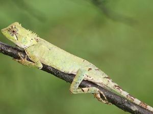 Ilmuwan Temukan Spesies Kadal Baru di Negara Asia Tenggara Ini, Berduri Runcing