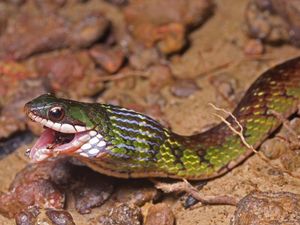 Hewan-hewan Ini Makan Racun tapi Tidak Mati, Kok Bisa?