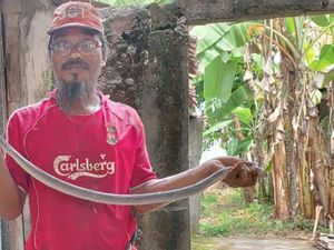 Kobra Jawa Galak Kepergok Lagi Ganti Kulit di Tumpukan Genting Klaten