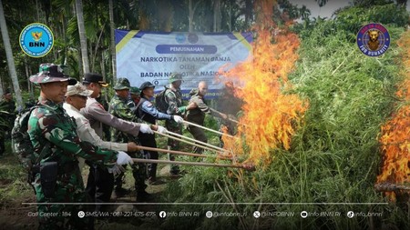 BNN Temukan Ladang Ganja 6,5 Hektare di Aceh Utara, 69 Ton Ganja Dimusnahkan