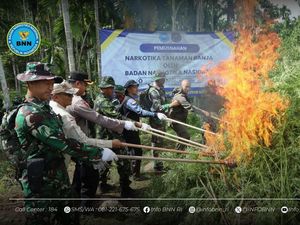Video: BNN Musnahkan Ladang Ganja 6,5 Hektare di Aceh Utara