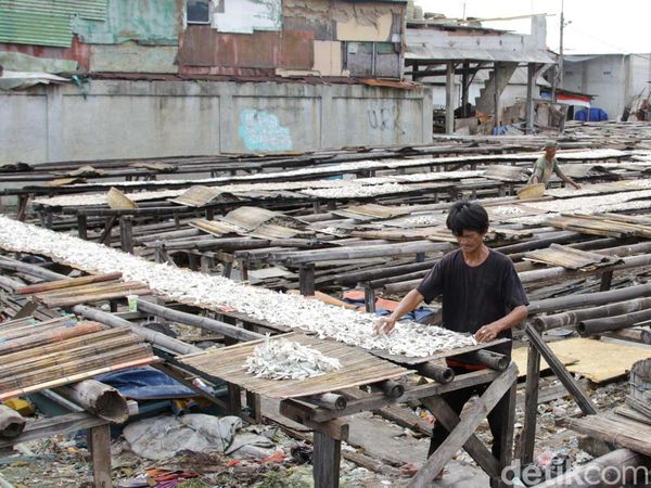 Cuaca Buruk Hambat Pengeringan Ikan Asin di Cilincing, Produksi Anjlok