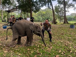 Save Tesso Nilo Bergema, Kapolda Riau Berdiri di Belakang Gajah Sumatera