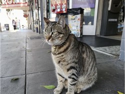 Geger Mobil Otonom Lindas Kucing Kesayangan Warga