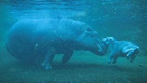 Menggemaskan! Bayi Kuda Nil Lahir di Berlin Zoo dan Mulai Berenang Bersama Induknya