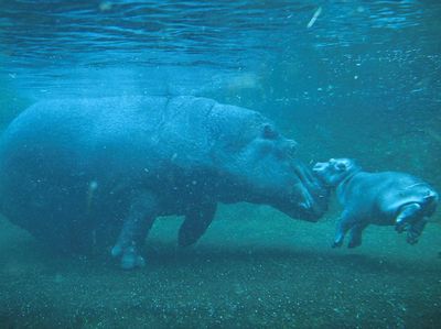 Menggemaskan! Bayi Kuda Nil Lahir di Berlin Zoo dan Mulai Berenang Bersama Induknya