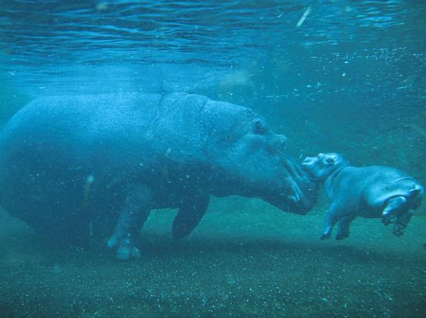 Menggemaskan! Bayi Kuda Nil Lahir di Berlin Zoo dan Mulai Berenang Bersama Induknya