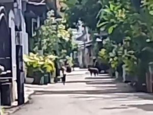 Puluhan Monyet Besar Masuk ke Perumnas Mataram, Warga Ketakutan