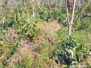 Ribuan Pohon Kopi PTPN I di Ijen Ditebang OTK, Kerugian Capai Rp550 Juta