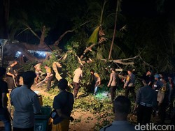 Pohon Tumbang Timpa Warga di Nusa Penida, 1 Tewas-5 Luka