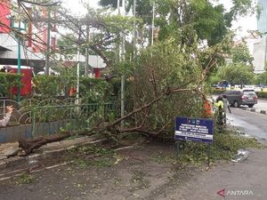Kesenggol Truk Molen, Pohon Ceri di Slipi Tumbang Diterpa Angin