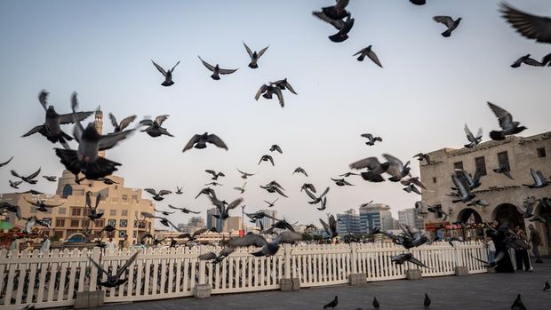 Souq Waqif pasar berarsitektur tradisional di Qatar Burung juga diduga bisa mendeteksi gempa bumi.