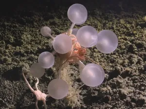 Penemuan Puluhan Spesies Baru dari Laut Dalam: Spons Bola Kematian-Cacing Zombi