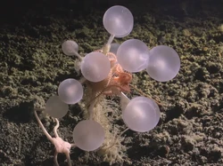 Penemuan Puluhan Spesies Baru dari Laut Dalam: Spons Bola Kematian-Cacing Zombi