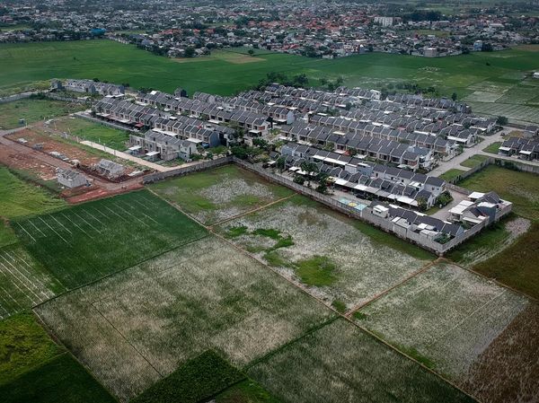 Sawah Kian Menyusut, Pemerintah Genjot Proyek Raksasa Cetak Lahan Baru