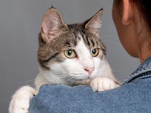 8 Manfaat Memelihara Kucing bagi Manusia dan Lingkungan, Sudah Tahu?