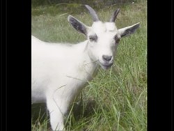 Antony kembali jadi GOAT! Foto: dok. Internet/X (Twitter)