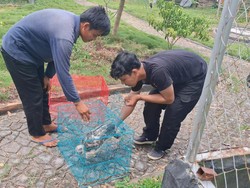 BKSDA Sita 10 Hewan Langka di Agrowisata Lubuklinggau