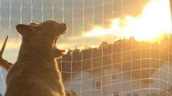 Dijamin Mood Naik! Intip Deh Tingkah Kocak Hewan Viral di Internet Ini