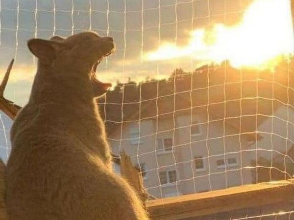 Dijamin Mood Naik! Intip Deh Tingkah Kocak Hewan Viral di Internet Ini