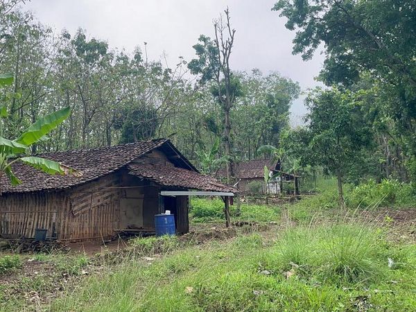 Foto 3 Keluarga Penghuni Hutan Watuseno di Batas Mojokerto-Jombang