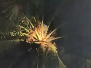 Santri Terjebak 2 Jam di Atas Pohon Kelapa 20 Meter