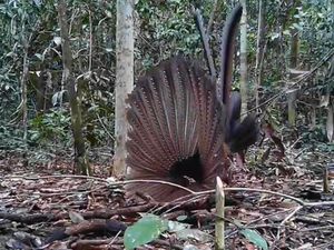 Ritual Kawin Kuau yang Rumit Sekaligus Indah