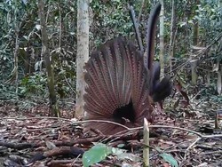 Ritual Kawin Kuau yang Rumit Sekaligus Indah